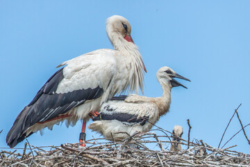 junger storch