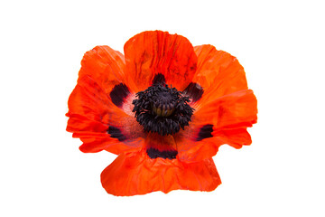 Red poppy isolated