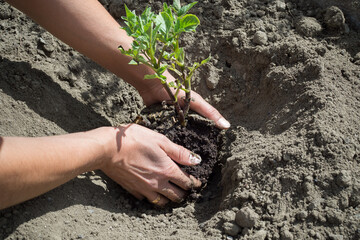 Planting of plants in the soil