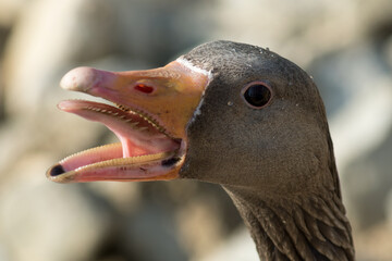 Goose With Open Mouth