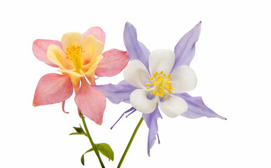 aquilegia flower isolated