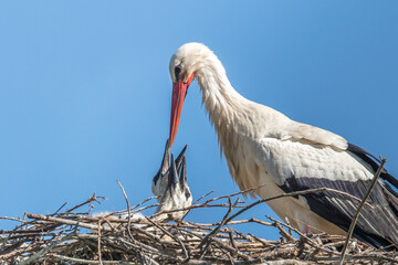 störche im nest