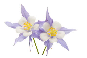 aquilegia flower isolated