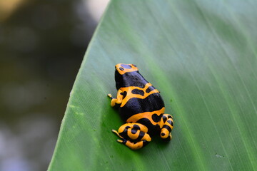 Poison dart frog on a plant leaf