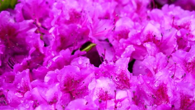 Closeup of pink flowers
