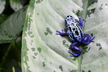 Obraz premium Poison dart frog on a plant leaf