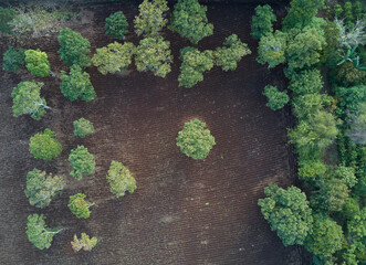 Cultivated field in farm