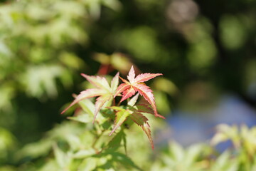 色付き始めたモミジ