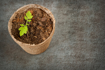 Biodegradable Peat Moss Pot with Tomato seedlings on a textured background