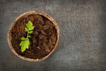 Biodegradable Peat Moss Pot with Tomato seedlings on a textured background
