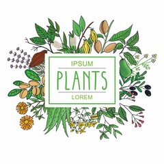 Vector illustration of plants - aloe vera, tutsan, lavender, jojoba, almond, olive, chamomile, klendula, tea tree, argan, cocoa, avocado, Ylang-Ylang, clove. plants collection. 