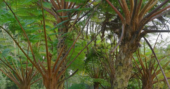 Enormous Tree Ferns, Growing in Balinese Wilderness. 4k video