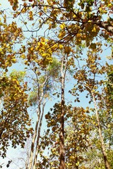 The Colorful Canopy