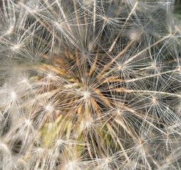 dandelion seed head close up