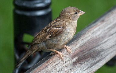 Haussperling (Passer domesticus) Spatz  weiblicher