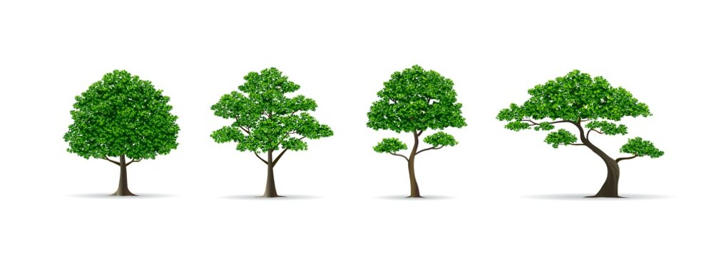 tree set realistic vector illustration