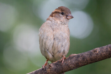 Haussperling (Passer domesticus) Spatz  weiblicher
