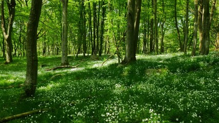 Flowers on a breezy day in Forest, Sweden