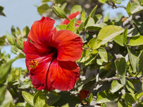 Red hibiscus flower. Exotic flowers in Africa