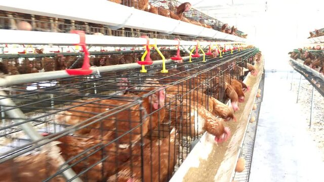 Hen, Chicken eggs and chickens eating food in farm, UHD 4k 3840x2160.
