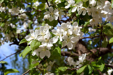 Blooming apple tree in sunny spring day. Beautiful white flowers.