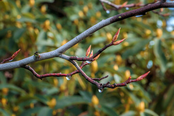 Branch with Spring Buds and Raindrops.