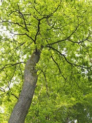 Quercus - Großer Eichenbaum mit grünen Blättern im Frühling