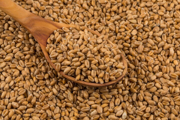 Wheat grain on white