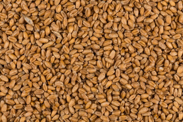 whole background of wheat grain