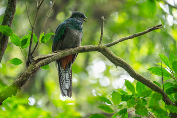 Resplendent quetzal (Pharomachrus mocinno) female sits on the branch of tree in the forest. Costa Rica