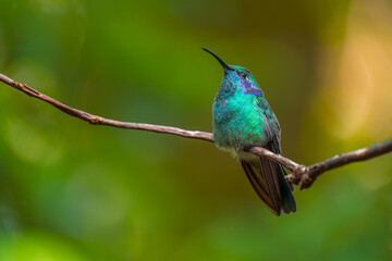 Lesser violetear hummingbird sits on branch. Costa Rica. Colibri cyanotus