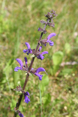 Salvia dei prati. Pianta comune dai fiori viola. Salvia pratensis