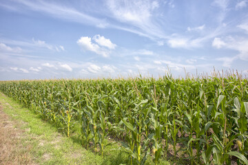 Corn field