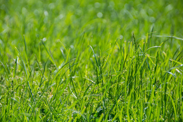 Grass texture