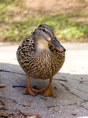 Young wild duck in the park