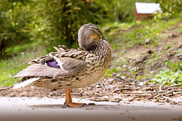 Young wild duck in the park