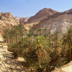 Fototapeta na wymiar An oasis in the Sahara desert.