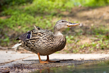 Young wild duck in the park