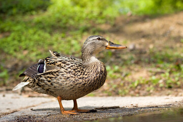 Young wild duck in the park