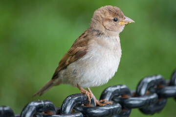 Haussperling (Passer domesticus) Spatz  weiblicher