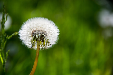Dandelion closeup