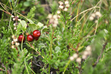 Hidden cranberries