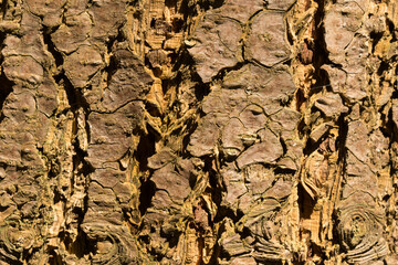 close-up of a wooden crust of a living tree, seen in cologne, germany
