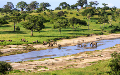 Elephants crossing the river in Serengeti National Park, Tanzania, Africa