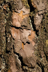 close-up of a wooden crust of a living tree, seen in cologne, germany