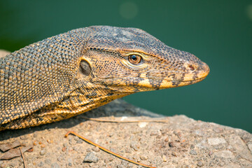 Monitor lizard (Varanus salvator) live in Lumpini park, Bangkok