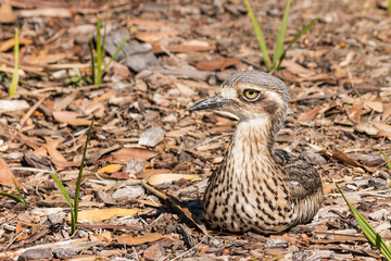 closeup of bush stone-curlew nesting on ground