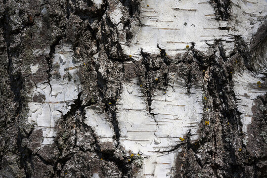 White birch bark
