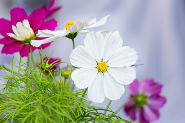 Fototapeta premium Cosmos bipinnatus flower