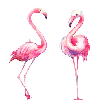 Watercolor flamingo set. Hand painted bright exotic birds isolated on white background. Wild life illustration